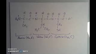 Peptide Bonds and Naming Amino Acid Sequences [upl. by Einuj]