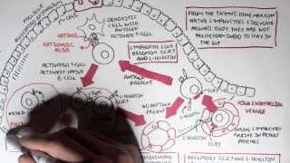 Part I  Mucosal Immunity [upl. by Royce]