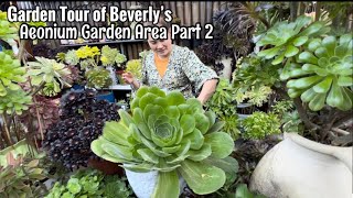 Succulent Garden Tour of Aeonium Collection [upl. by Broeder457]