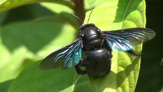 Carpenter bee Xylocopa documentary [upl. by Bondon]