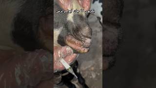 Mouth Ulcers in Goat  PPR  Contagious Ecthyma goat veterinarian shorts animals pets cat dog [upl. by Jamie]