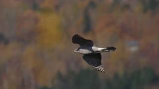 Northern Goshawk slow motion flight Hawk Ridge 2018 [upl. by Huan]