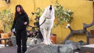 San Diego Zoo  White Arctic Wolf Howling [upl. by Omrelliug292]