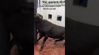 Nima bu buqa buqaboqish buqalar mol qoy cow qoybozor molbozor hokiz мол моллар [upl. by Reppep]