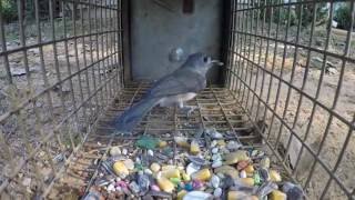 Wild Bird Trapping Part 2 [upl. by Selrhc]