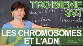 Les chromosomes et lADN  observations microscopiques  SVT  3e  les Bons Profs [upl. by Pacheco]