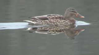 Blesshuhn Haubentaucher und Co  Luxemburger Naturreservat  Tier Doku  Haff Reimech [upl. by Enyallij]