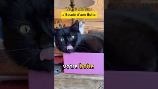 Votre chat ne pourra pas résister à une boîte sur le bureau chatonmignon [upl. by Manoff]