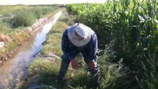 How to set siphon tube irrigation [upl. by Ztnahc]