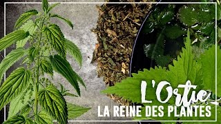 🌿PERMACULTURE  Ortie quotLa reine des plantesquot volet 1  récolter conserver recette [upl. by Arimahs676]