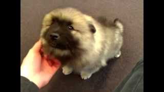 Adorable Keeshond Puppies [upl. by Li]