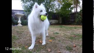 Japanese spitz 8weeks to 18 months [upl. by Javed]