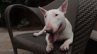 Bull Terrier 101 Is the Bull Terrier Right for You [upl. by Ferguson]