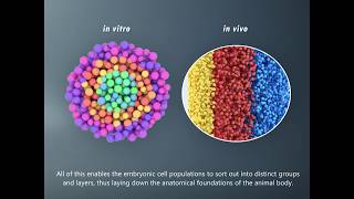 How to build an embryo Morphogenesis Ep I Cell Sorting [upl. by Baese]