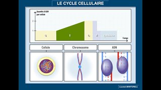 Tout savoir et comprendre sur le cycle cellulaire [upl. by Wilie66]