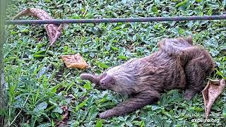 Baby sloths Roo poos amp Phoenix climbs  120823  SlothTV playground cam via exploreorg [upl. by Mcclish]