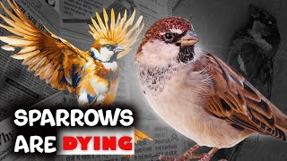 What’s Really Happening Behind the HOUSE SPARROWS [upl. by Theran570]