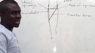 Cubital fossa anatomy 1 by Daniel Okwan [upl. by Grussing]