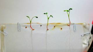 Time Lapse of Radish Seeds  White Background [upl. by Sidnak]