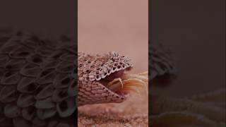 Fascinating Biology of Snakes [upl. by Aramo]