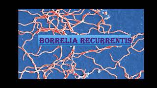 Borrelia recurrentis [upl. by Skyler]