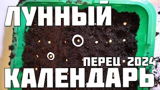 Лунный календарь на посев перца сладкого в 2024 году Лучшие даты для большого урожая [upl. by Sadler]