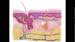 Understanding Your Melanoma Pathology Report [upl. by Knowlton309]