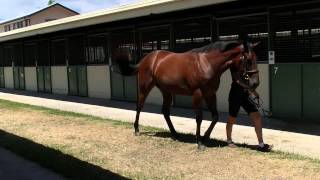 Fastnet Rock x Pretty Flamingo [upl. by Shirleen]