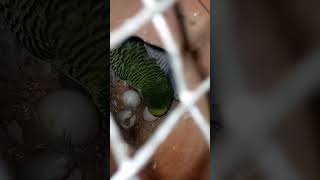 baby parrot feeding timebirds angry birds care only 1 day to 30 day age viralshots birds [upl. by Ideih]