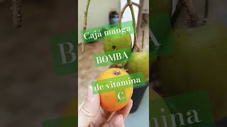 Cajá manga BOMBA de vitamina C frutas saúde vitaminas [upl. by Saks]