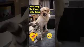 DOG SO UPSET WHAT CAT DOING [upl. by Eriha]