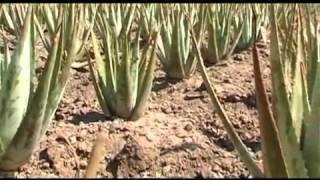 De Aloe Vera Producten van Forever Living Products [upl. by Ybok93]