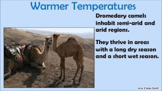 The Difference Between Dromedary Camels and Bactrian Camels [upl. by Helman]