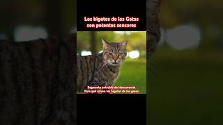 ❌ Los bigotes de los Gatos son sensores gatos gatosgrasiosos [upl. by Blockus695]