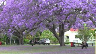 Jacaranda Festival [upl. by Ahsrat]