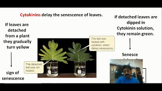 Cytokinins in Plants Definition amp Functions  Inter Biology  Chapter 3  Part 9 [upl. by Nerej76]