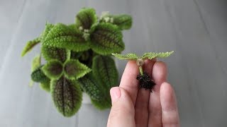 Pilea involucrata vriendschapsplant stekken [upl. by Votaw]