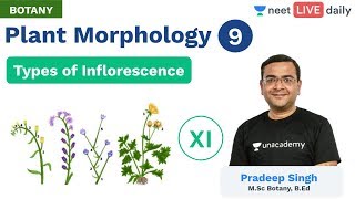 Plant Morphology  L 9  Types of Inflorescence  Unacademy NEET  Live Daily  Botany  Pradeep Sir [upl. by Imogene530]