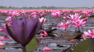 Thale Buadang Lotus flowers at lake Kumphawapi Udonthani [upl. by Yahsat]