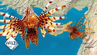 How Lionfish Took over the Mediterranean Sea  Wild to Know [upl. by Mandle]