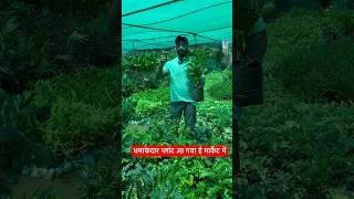 धमाकेदार प्लांट आ गया है मार्केट में Green Aamras Plants [upl. by Aseyt]