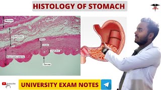 Histology of Stomach  Histology  Chill Medicos [upl. by Ashraf]