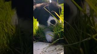 Border Collie dog Barking Sound 🐶🐶 OwnPetz bordercollie barking shorts [upl. by Edlyn]