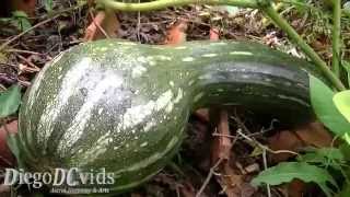 Cucurbita moschata Cucurbitaceae Abóbora gigante [upl. by Delanty]