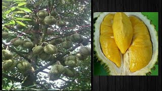 PANDUAN BUDIDAYA DURIAN MUSANGKING KERDIL SEHATBUAH LEBAT  BEST TIPS pLANTING dURIAN FOR BEGINNER [upl. by Niessuh745]