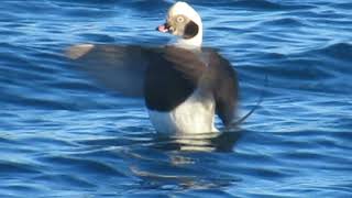 Longtailed Duck Vadsø Varanger Fjord Norway [upl. by Yattirb]