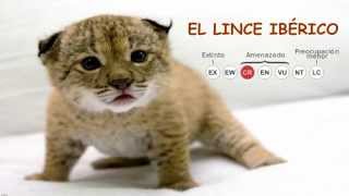 El lince Ibérico el felino más amenazado del MUNDO [upl. by Agretha]