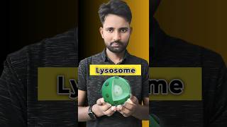 Lysosome Suicide Bag in Human Cell  LearnWithAnuragSir viralvideo trending shorts fact [upl. by Rehpinej]