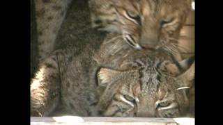 BOBCATS BREEDINGMARCH 2010wmv [upl. by Chura]