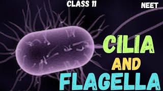 NEET  CELL  THE UNIT OF LIFE  CILIA AND FLAGELLA  CLASS 11 neet ncert youtube [upl. by Nelg]